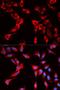 Eukaryotic Translation Initiation Factor 4B antibody, LS-C334046, Lifespan Biosciences, Immunofluorescence image 