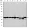 Prohibitin antibody, GTX60495, GeneTex, Western Blot image 