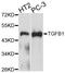 TGF beta antibody, abx125431, Abbexa, Western Blot image 