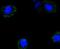 Cyclin B2 antibody, A02040-2, Boster Biological Technology, Immunocytochemistry image 