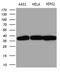 Transaldolase 1 antibody, M06530, Boster Biological Technology, Western Blot image 