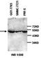 Nuclear Receptor Subfamily 4 Group A Member 1 antibody, orb77349, Biorbyt, Western Blot image 