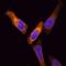 Keratin 19 antibody, BAF3506, R&D Systems, Immunocytochemistry image 