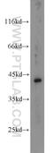 Mitogen-Activated Protein Kinase Kinase 4 antibody, 51142-1-AP, Proteintech Group, Western Blot image 