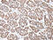 Caudal Type Homeobox 2 antibody, CSB-PA559486, Cusabio, Immunohistochemistry paraffin image 