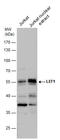 Lymphoid Enhancer Binding Factor 1 antibody, GTX129186, GeneTex, Western Blot image 