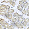Cell Division Cycle 45 antibody, A2047, ABclonal Technology, Immunohistochemistry paraffin image 