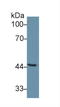 Serpin Family A Member 6 antibody, LS-C298646, Lifespan Biosciences, Western Blot image 