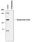 TAO Kinase 2 antibody, PPS037, R&D Systems, Western Blot image 