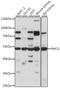 Rh Family C Glycoprotein antibody, 16-445, ProSci, Western Blot image 