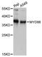 MYD88 Innate Immune Signal Transduction Adaptor antibody, A0786, ABclonal Technology, Western Blot image 