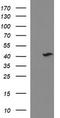 Necdin, MAGE Family Member antibody, TA506974S, Origene, Western Blot image 