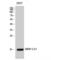 Mitochondrial Ribosomal Protein L51 antibody, LS-C384657, Lifespan Biosciences, Western Blot image 