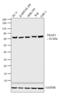 TNF Receptor Associated Factor 5 antibody, PA5-27705, Invitrogen Antibodies, Western Blot image 