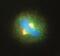 Esp1 antibody, GTX15955, GeneTex, Immunofluorescence image 