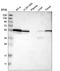 Tryptophanyl-TRNA Synthetase antibody, HPA018944, Atlas Antibodies, Western Blot image 