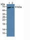 Prolyl 4-Hydroxylase Subunit Alpha 2 antibody, abx128432, Abbexa, Western Blot image 