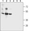 Bestrophin 2 antibody, PA5-77291, Invitrogen Antibodies, Western Blot image 