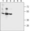 Bestrophin 2 antibody, PA5-77291, Invitrogen Antibodies, Western Blot image 