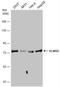 Engulfment And Cell Motility 2 antibody, NBP2-16318, Novus Biologicals, Western Blot image 