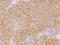 Syndecan 1 antibody, 11429-T24, Sino Biological, Immunohistochemistry frozen image 