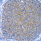 Microtubule Associated Protein 1 Light Chain 3 Alpha antibody, LS-C746974, Lifespan Biosciences, Immunohistochemistry frozen image 