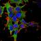 Myelin-oligodendrocyte glycoprotein antibody, orb11068, Biorbyt, Immunofluorescence image 