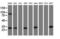 Mitochondrial Translational Initiation Factor 3 antibody, LS-C175284, Lifespan Biosciences, Western Blot image 