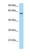 ADAMTS Like 2 antibody, orb331238, Biorbyt, Western Blot image 