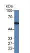 Lectin, Mannose Binding 1 antibody, LS-C374565, Lifespan Biosciences, Western Blot image 