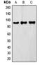 FMR1 Autosomal Homolog 2 antibody, orb214905, Biorbyt, Western Blot image 