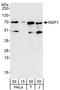 SH2 Domain Containing 3A antibody, A303-291A, Bethyl Labs, Western Blot image 