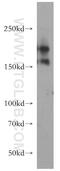 Tenascin R antibody, 19730-1-AP, Proteintech Group, Western Blot image 