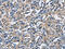 Apolipoprotein L1 antibody, CSB-PA082663, Cusabio, Immunohistochemistry paraffin image 