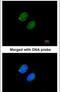 Proteasome Subunit Alpha 5 antibody, PA5-27962, Invitrogen Antibodies, Immunofluorescence image 