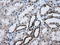 ATP Synthase F1 Subunit Beta antibody, LS-C114922, Lifespan Biosciences, Immunohistochemistry frozen image 