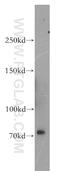 Roundabout Guidance Receptor 3 antibody, 11982-1-AP, Proteintech Group, Western Blot image 