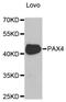 Paired box protein Pax-4 antibody, A5414, ABclonal Technology, Western Blot image 