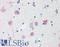 Microtubule Associated Protein 1 Light Chain 3 Beta antibody, LS-B9807, Lifespan Biosciences, Immunohistochemistry frozen image 