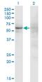 Zinc Finger Protein 180 antibody, MA5-20286, Invitrogen Antibodies, Western Blot image 