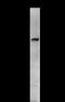 B-TFIID TATA-Box Binding Protein Associated Factor 1 antibody, LS-C342295, Lifespan Biosciences, Immunoprecipitation image 