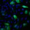 Cellular myelocytomatosis oncogene antibody, MA1-21316-D488, Invitrogen Antibodies, Immunofluorescence image 