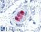 Calbindin 2 antibody, LS-B4220, Lifespan Biosciences, Immunohistochemistry frozen image 