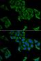 SMYD Family Member 5 antibody, LS-C334548, Lifespan Biosciences, Immunofluorescence image 