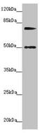 Kizuna Centrosomal Protein antibody, orb41495, Biorbyt, Western Blot image 