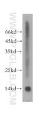 Transmembrane Protein 50B antibody, 15941-1-AP, Proteintech Group, Western Blot image 