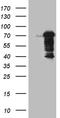 Decapping MRNA 1B antibody, TA809933, Origene, Western Blot image 