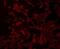 Transmembrane Protein 200A antibody, NBP2-67214, Novus Biologicals, Immunofluorescence image 