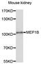 Meprin A Subunit Beta antibody, abx136003, Abbexa, Western Blot image 