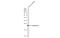 Lipocalin 2 antibody, GTX132936, GeneTex, Western Blot image 